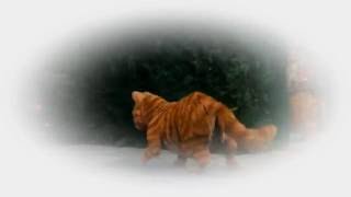 Devendra Banhart - Mourner's Dance (Music Video)