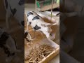 DIY Cow Shed School Project Craft Ideas Craft Ideas Diy Cowshed Craft Easy Making School