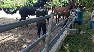 Download lagu cara mengawinkan kuda  manual mp3