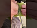 Waxing beard. It is removed very cleanly!