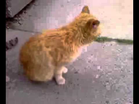 Mačka lucija  kašlje bizovac.mp4