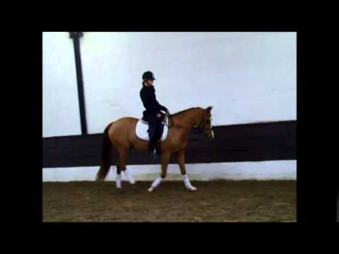 "SUNSHINE Z"  3j. Reitpony v. Humpfry-Me-Folklore VB 3.000,- Euro -FOR SALE-