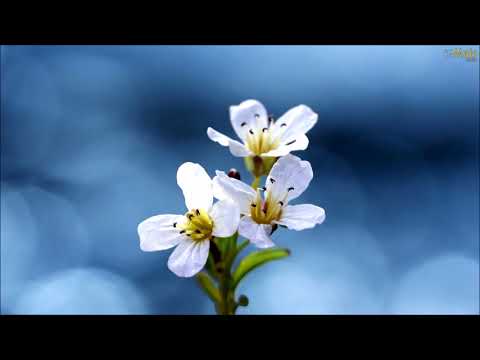 HINOS CCB CANTADOS AGUARDO Á VINDA DO SENHOR HINÁRIO 05