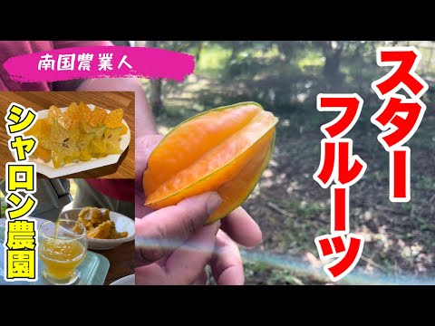 スターフルーツ、ゴレンシ 植物