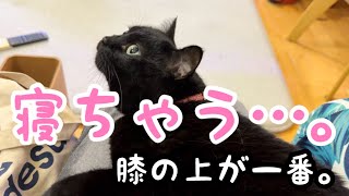 【黒猫】膝の上が大好き！甘えん坊な保護猫キキがウトウトする姿に癒される🐈‍⬛