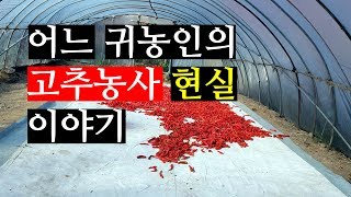 귀농 고추농부의 농촌현실 이야기