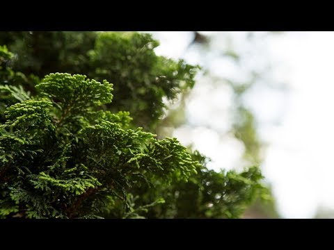 Stream Teaser: Hinoki Cypress