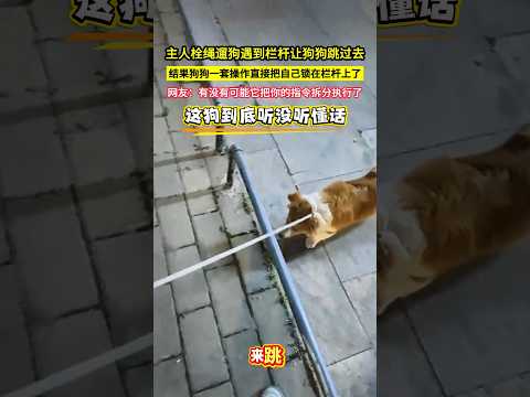 The owner told the dog to jump over a railing while on a walk, but the dog ended up getting stuck...