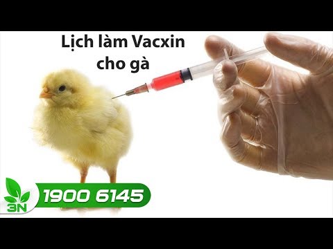 , title : 'Quy trình tiêm vacxin cho gà "từ A đến Z" | VTC16'