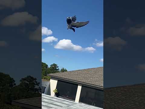 Palomos ladrones en Cuba / Hembra en el aire