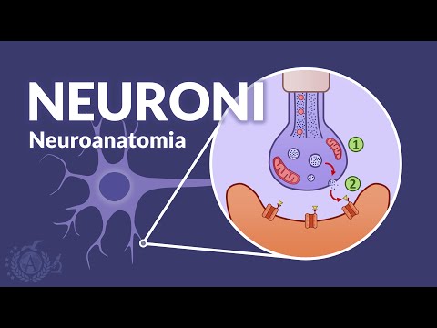 I NEURONI - Organizzazione generale del sistema nervoso - Neuroanatomia