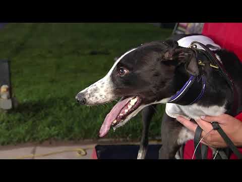 2021 LADBROKES SPRINT FINAL - T3 HEADFORD BUZZ