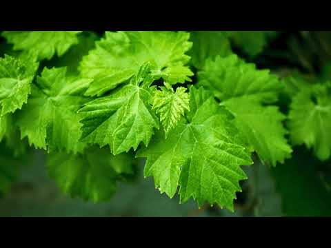 Oddaja GOL - Boštjan Erčulj in Mile Simeunović 28. 5. 2025