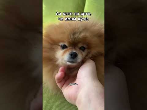 Имам куче