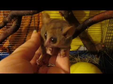 Microcebus murrinus / Grey lemur mouse / Maki Trpasličí / feeding by hand