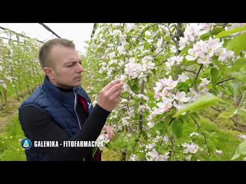 Pravovremena ZAŠTITA VOĆA je presudna za ZDRAV PLOD! OVO su preporuke stručnjaka!