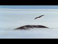 Baby Einstein Stock Footage Eagle Soaring