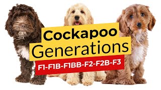 Cockapoo Generations: F1 🐶 F1B 🐶 F1BB 🐶 F2 🐶 F2B 🐶 F2BB 🐶 F3 🔴 2023 🔴