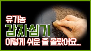 초보 농부도 가능한 너무 쉬운 유기농 감자 심는 방법 | 토양 소독 안해요 | 쪼갠감자, 통감자, 싹난감자 …