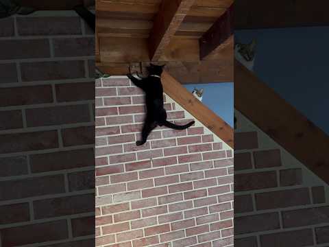 Cat's Mission Impossible: The Great Wall Adventure! #cat #pets