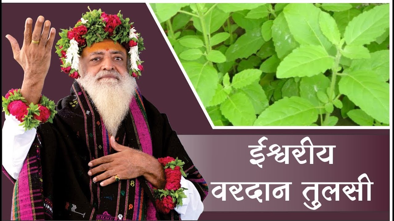 ईश्वरीय वरदान तुलसी(Basil gift of God) । Sant Shri AsharamJi Bapu