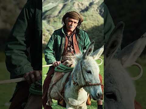 The Hidden Suffering of Working Donkeys 🫏 They Deserve Better