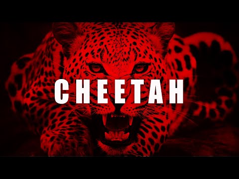 Club Trap Rap Beat Instrumental ''CHEETAH'' Tyga Type x Offset Type Club Beat