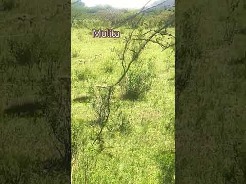 La Mulita uruguaya 🇺🇾