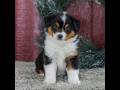 Miniature Australian Shepherd dogs for sale: Caramel - Video 1