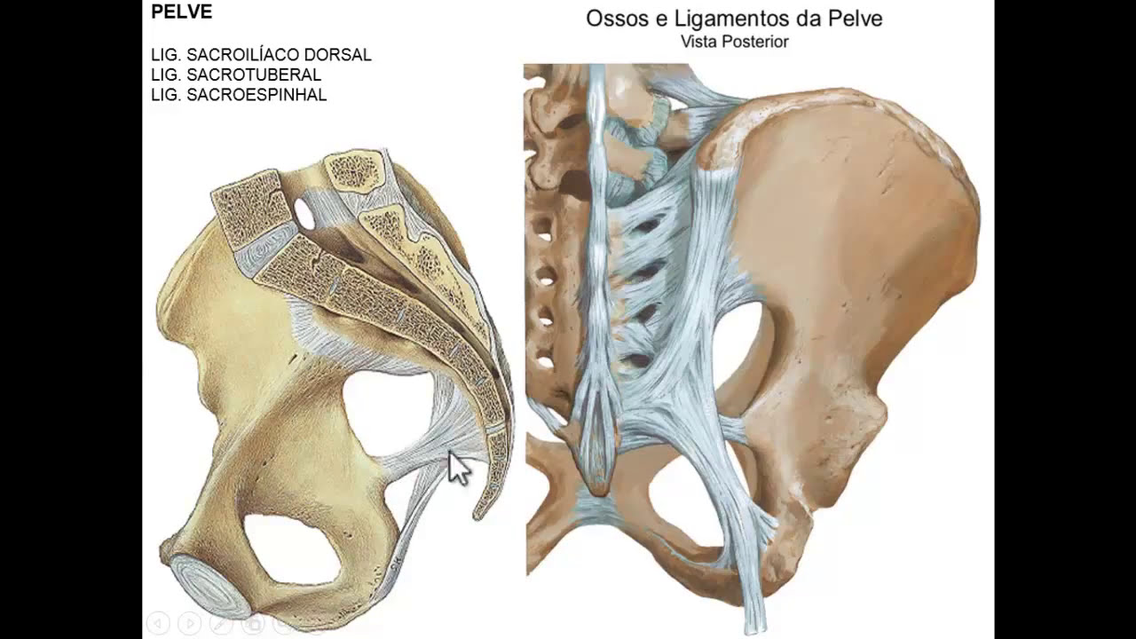 LIGAMENTOS DE MEMBRO INFERIOR