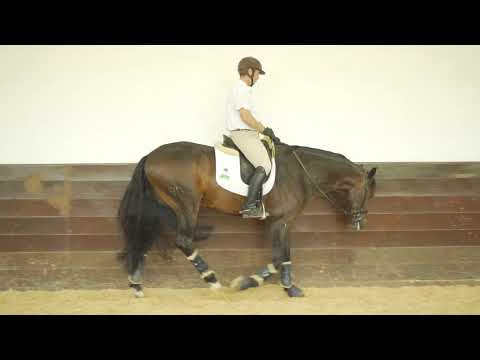 Legolas V.O (Tulum CSN X Dona Manoela VO) Cavalos puro sangue Lusitanos