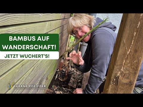 Removing bamboo easily is possible; here's how to do it.