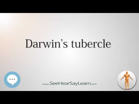 Darwin's tubercle    Anatomy Named After People 🔊