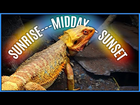 Photoperiods: Vivarium Lighting Setup w/ Sunrise & Sunset - How Long to Leave Lights On For Reptiles