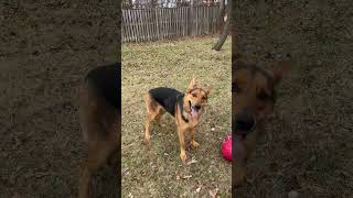 Video preview image #1 German Shepherd Dog Puppy For Sale in Centreville, VA, USA