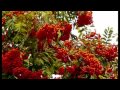 Отгорели,отгорели кисти алые рябин....wmv 