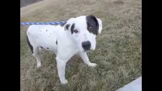 preview picture of video 'Puppies Boo & Mort @ Jefferson County Humane Society, Wintersville, OH'