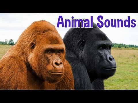 80+ Cute Animal Sounds for Kids | Learn Wild & Farm Animal Sounds with videos #animalsounds #animals