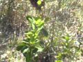Patricia Bannister Bush Medicine