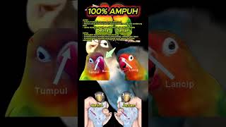 Download lagu ciri ciri lovebird jantan dan betina 100% akurat #lovebird #lb #lovebirdngekek mp3