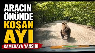 Aracın Önünde Koşan Ayı Kameraya Yansıdı