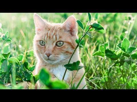 How to Care for Manx Cats - Entertaining and Comforting Your Manx