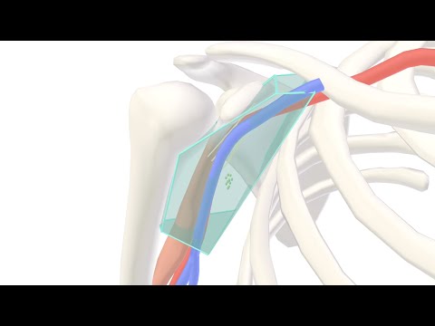 3D Tour of the Axilla