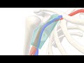 3D Tour Of The Axilla