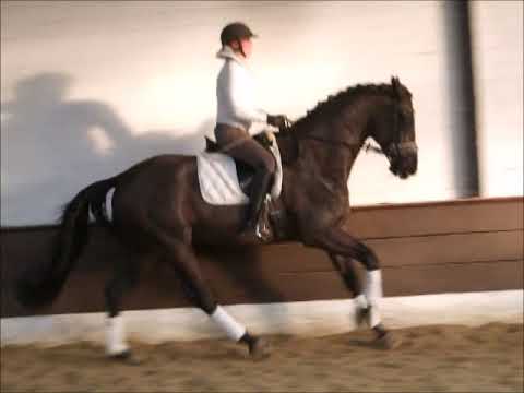 DANZARO 7j. Hann. Rappe v. Destano - Royal Dance -for sale-