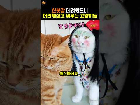 변장시켰더니 빵터지는 고양이 반응
