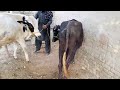 Cow Mating Animal Mating Animals Lover