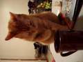 Cat drinking coffee!! 