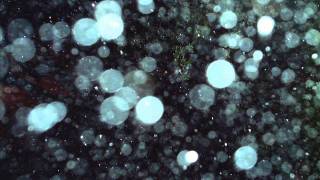 Avrigus   Dark Angels&#39; Ascension