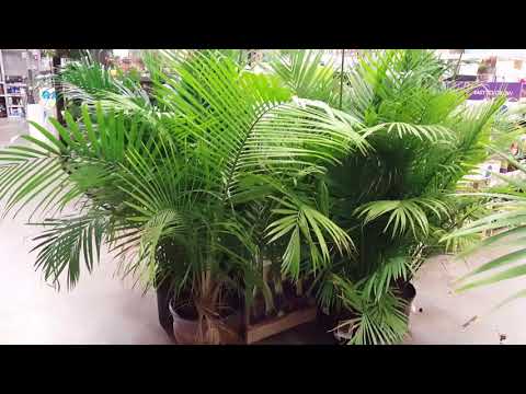 5 Tips for Indoor Palm Care | Donna Joshi
